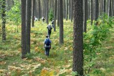 Die unendlichen Föhrenwälder des Baltikums